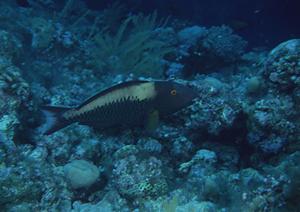 新潟市の快適な滞在を実現する東横INN新潟古町の詳細ガイド