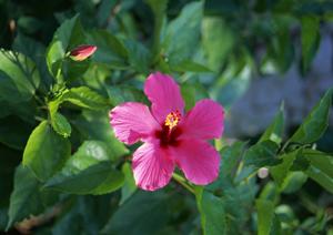 【公式情報】東横INN品川駅高輪口の特徴とアクセス情報｜快適なビジネス＆観光拠点